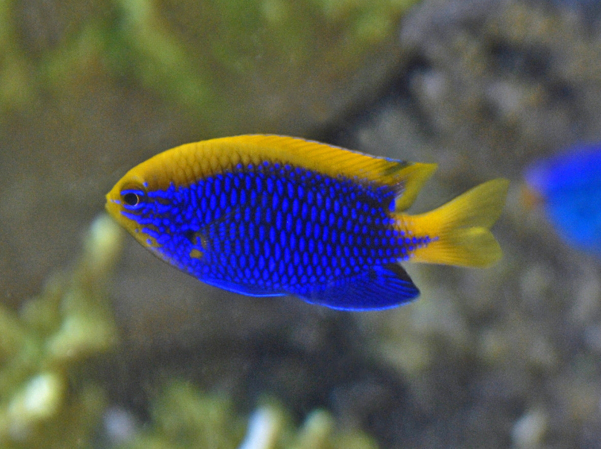 Rare Tongan Starcki Damsel