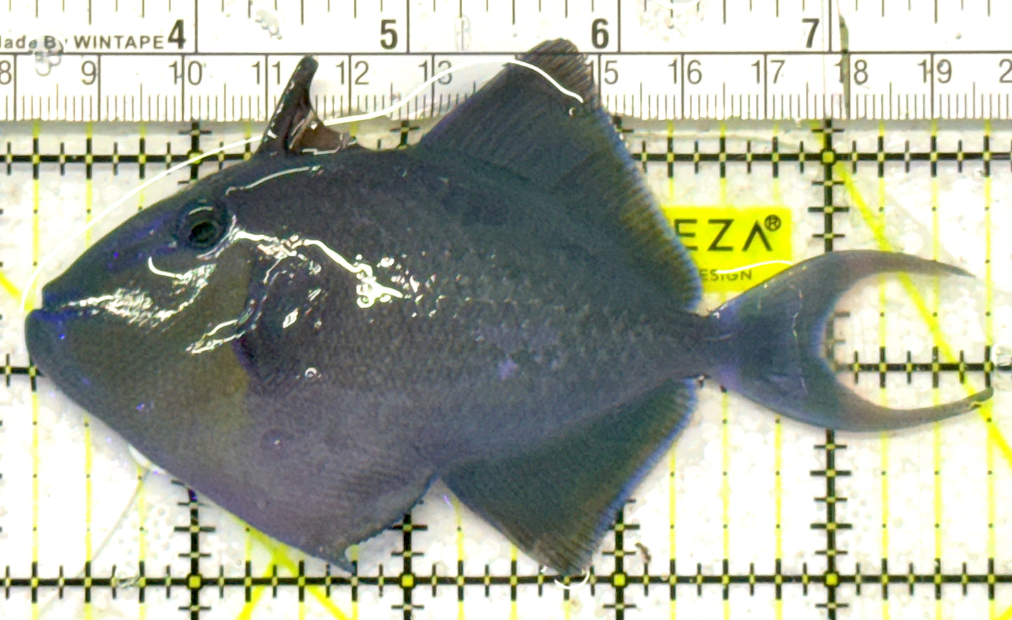 Niger Triggerfish NT092101 WYSIWYG Size: ML 4.5" approx