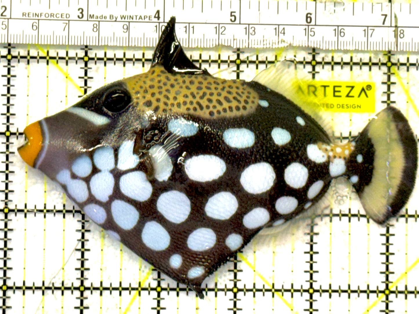 Clown Triggerfish CT092102 WYSIWYG Size: L 5.25" approx