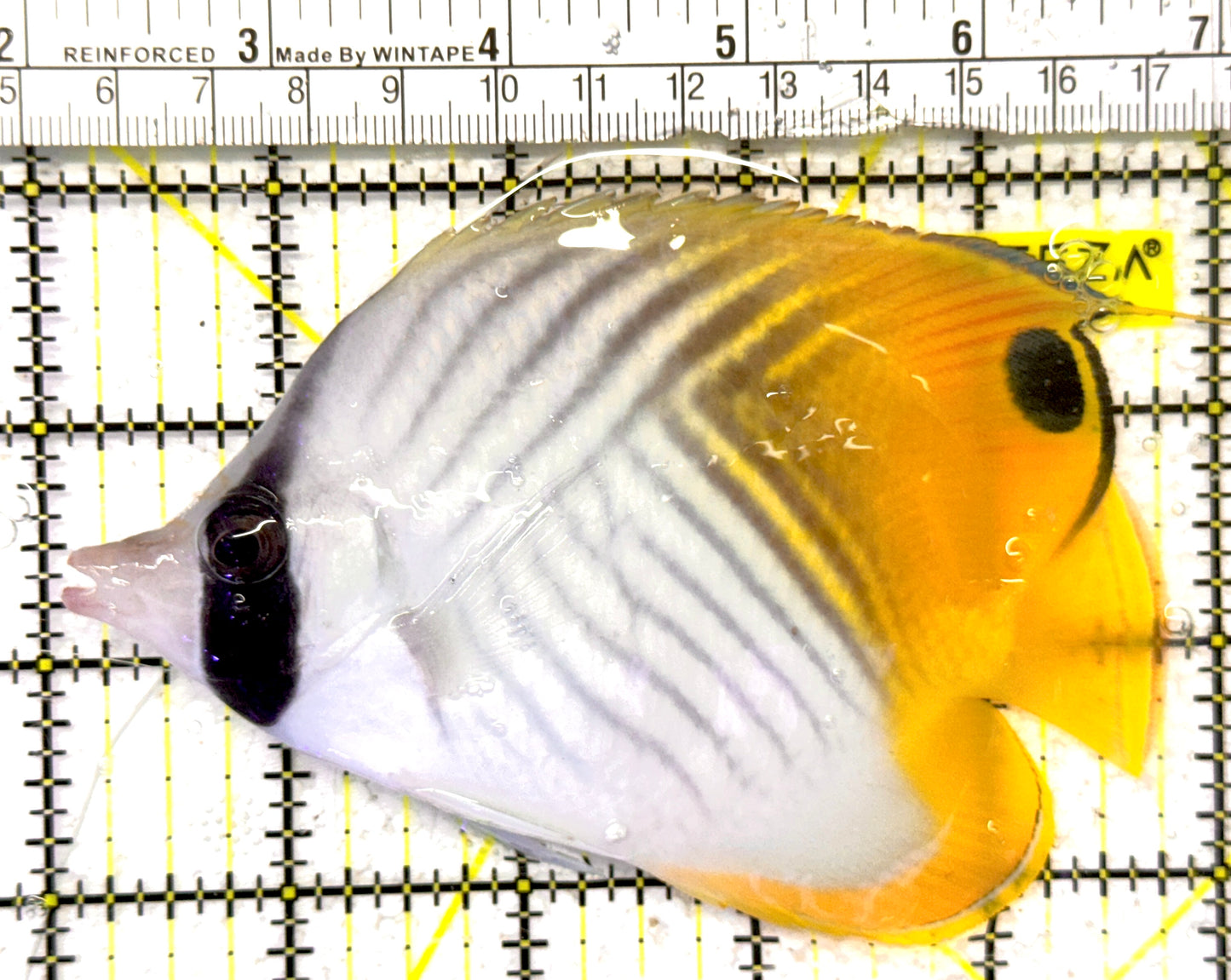 Auriga Butterflyfish AB092101 WYSIWYG Size: XL 4.75" approx