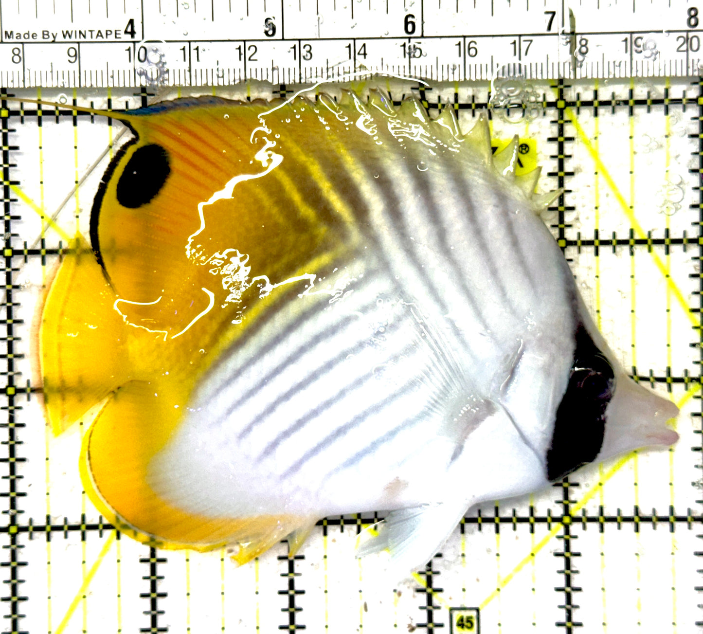 Auriga Butterflyfish AB092101 WYSIWYG Size: XL 4.75" approx