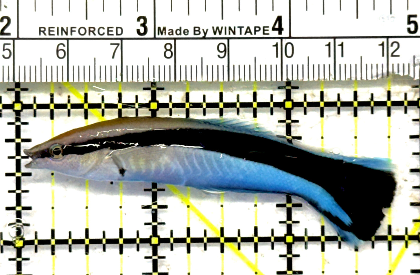 Blue Cleaner Wrasse BCW092101 WYSIWYG Size: XL 3" approx