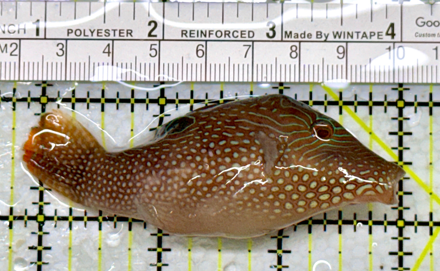 Blue Spot Toby Pufferfish BSTP110102 WYSIWYG Size: XL 3.25"