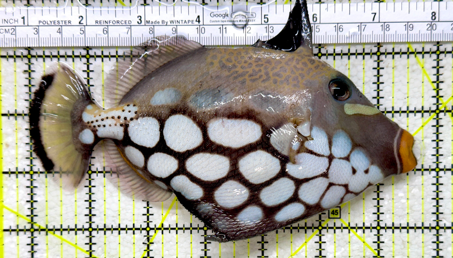 Clown Triggerfish CT110101 WYSIWYG Size: XL 7"