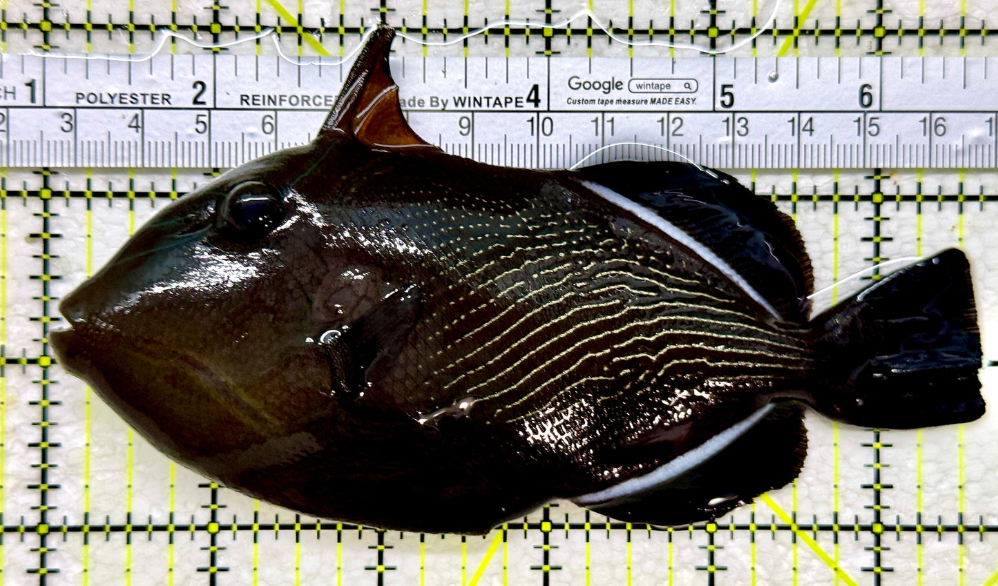 Black Triggerfish BT110102 WYSIWYG Size: XL 5.5"