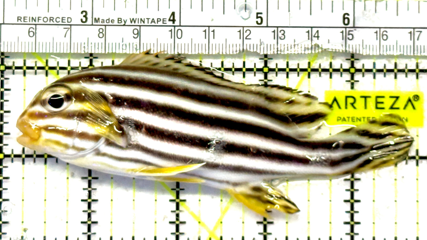 Painted Sweetlips PS092101 WYSIWYG Size: XL 4.5" approx