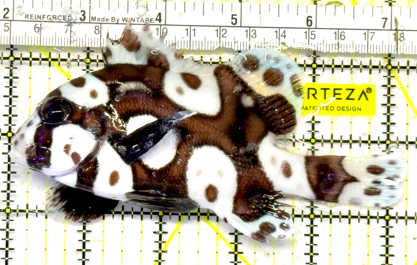 Harlequin Spotted Grunt Sweetlips HSGS092104 WYSIWYG Size: XL 5.25" approx