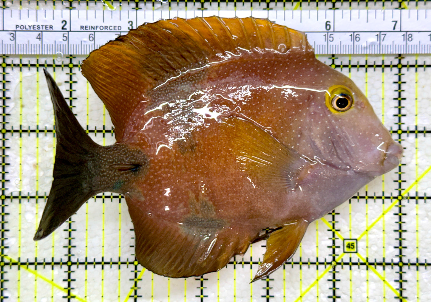 Yellow Eye Kole Tang (Spotted) YEKT110101 WYSIWYG Size: L 6"