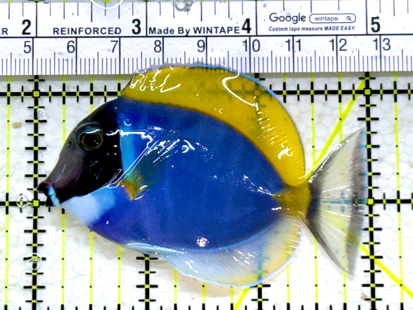 Powder Blue Tang (Maldives) PBT110101 WYSIWYG Size: S 3"