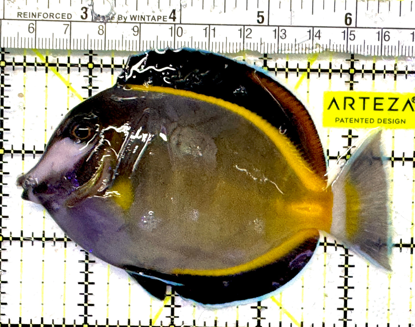 Powder Brown Tang PBT092103 WYSIWYG Size: XL 4.5" approx