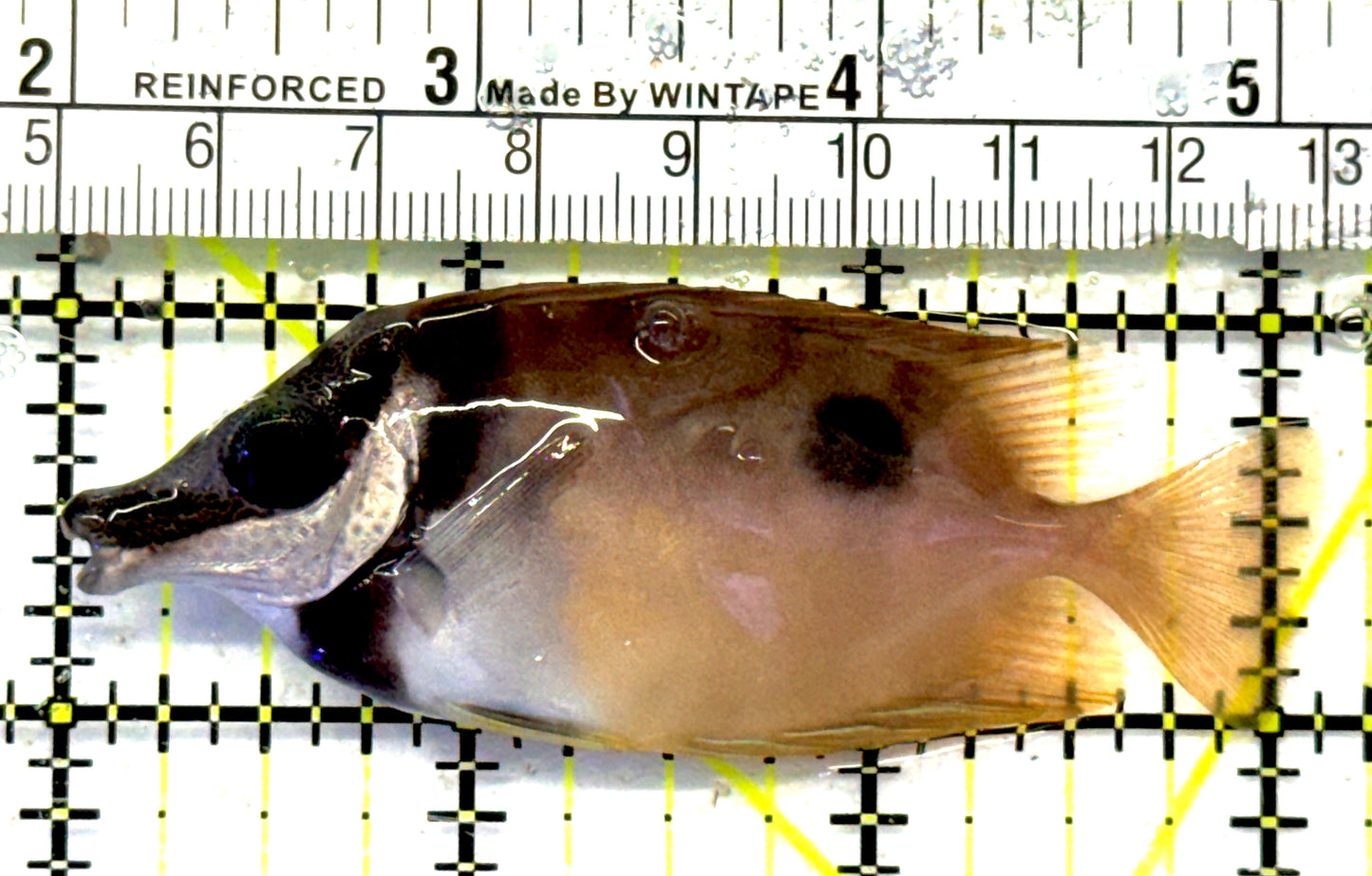 Onespot Foxface OF092101 WYSIWYG Size: M 3.25" approx