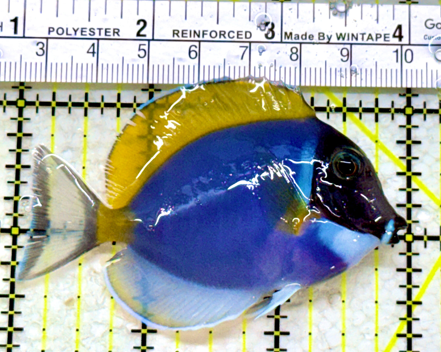 Powder Blue Tang (Maldives) PBT110102 WYSIWYG Size: S 3"