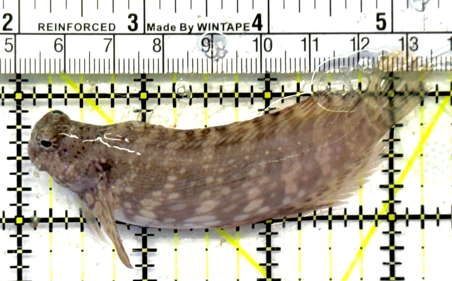 Lawnmower Blenny LB092101 WYSIWYG Size: L 3.5" approx