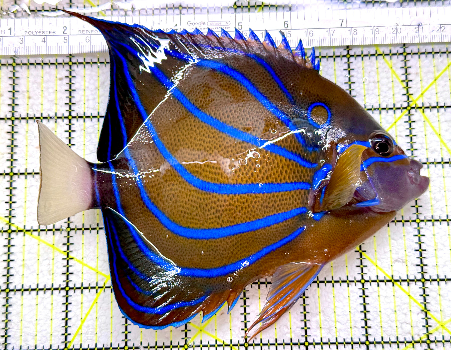 Blue Ring Angelfish Adult BRA110101 WYSIWYG Size: L 7"