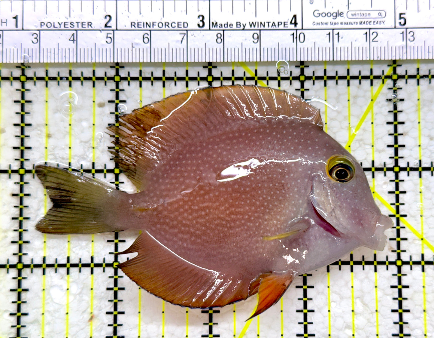 Yellow Eye Kole Tang (Spotted) YEKT110103 WYSIWYG Size: M 3.75"