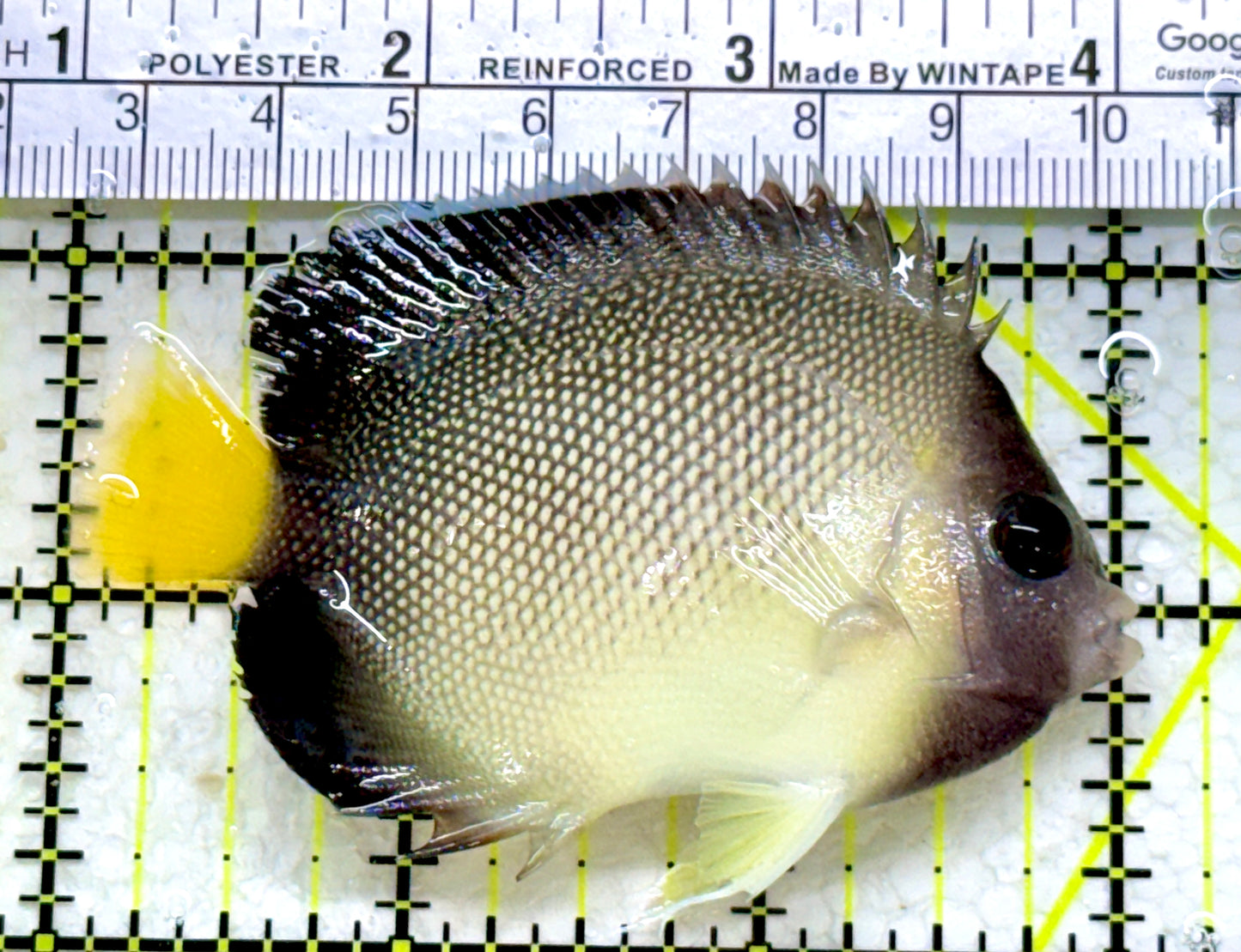 Cream Angelfish CA110101 WYSIWYG Size: M 3"