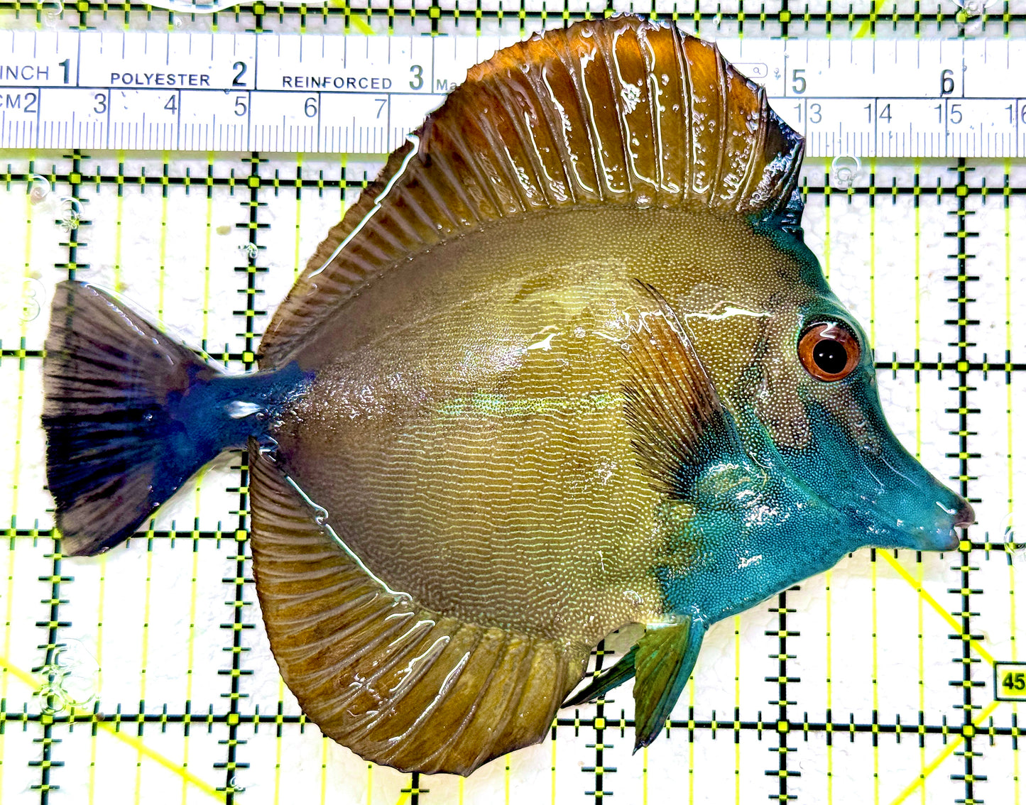 Rare Koi Scopas Tang RKST110102 WYSIWYG Size: 5"
