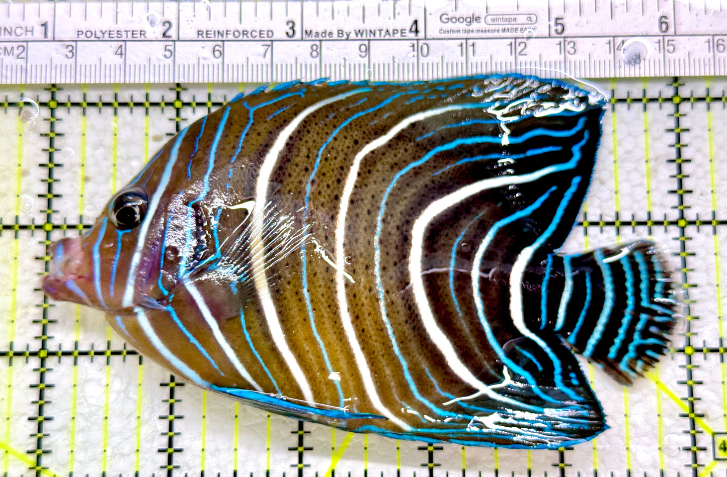 Koran Angelfish Juvenile KAJ110102 WYSIWYG Size: L 5"