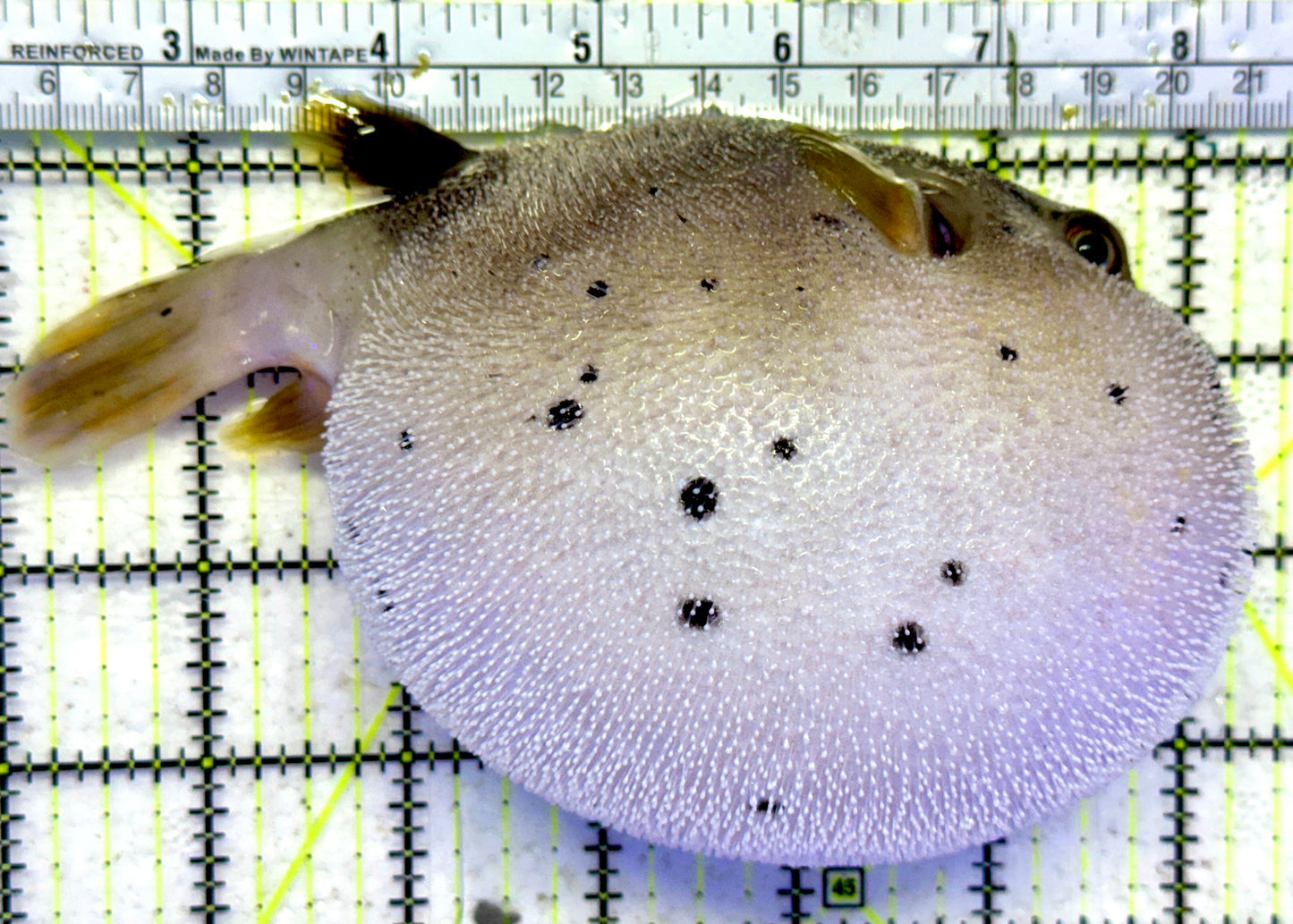 Dogface PufferFish DPF092101 WYSIWYG Size: XL 6"