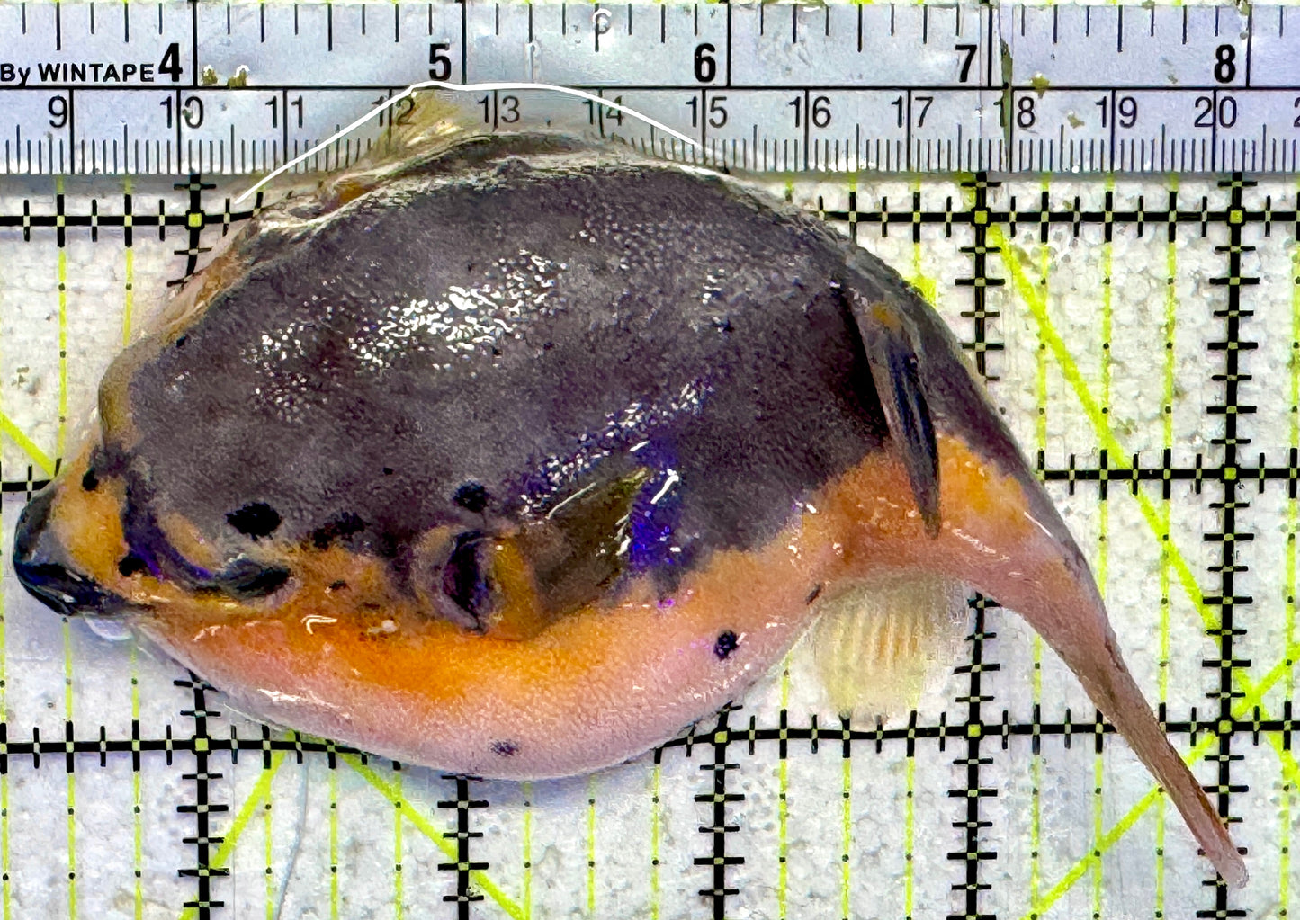 Yellow Belly Dogface Pufferfish YBDP092103 WYSIWYG Size: L 5.75"