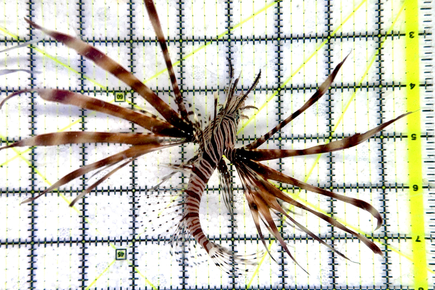 Red Volitan Lionfish RVL092101 WYSIWYG Size: ML 4.5"