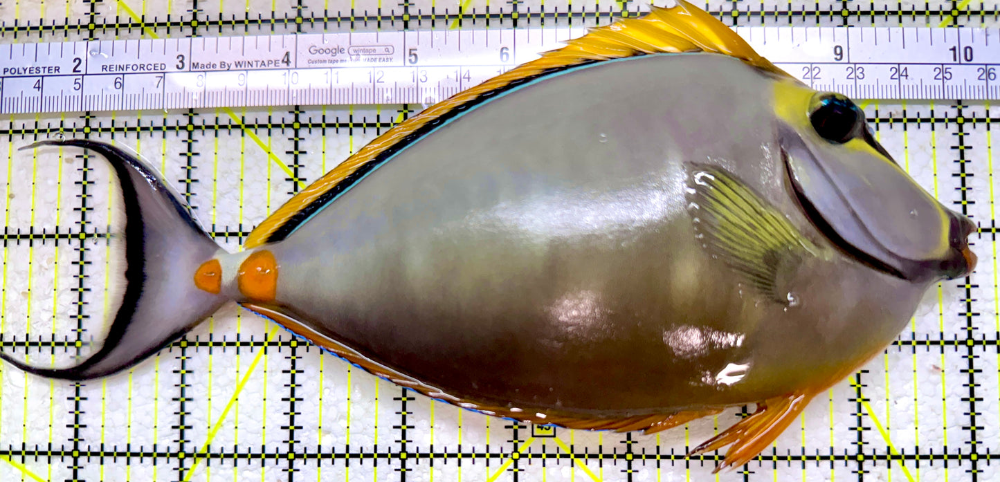 Blonde Naso Tang BNT110102 WYSIWYG Size: XL 8.75”