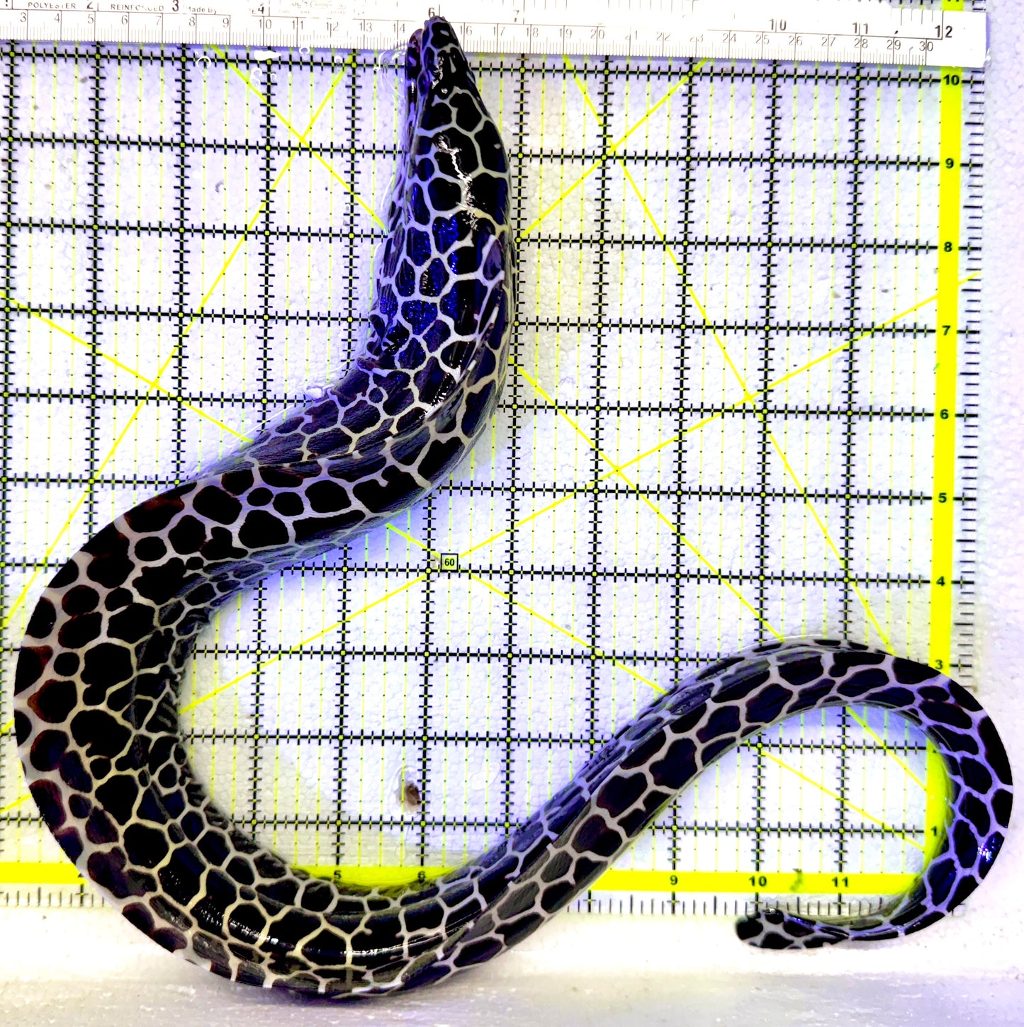 Tessellata Eel TE110101 WYSIWYG Size: SHOW/XXL 25" and Above (Very Thick in Diameter Huge Specimen)