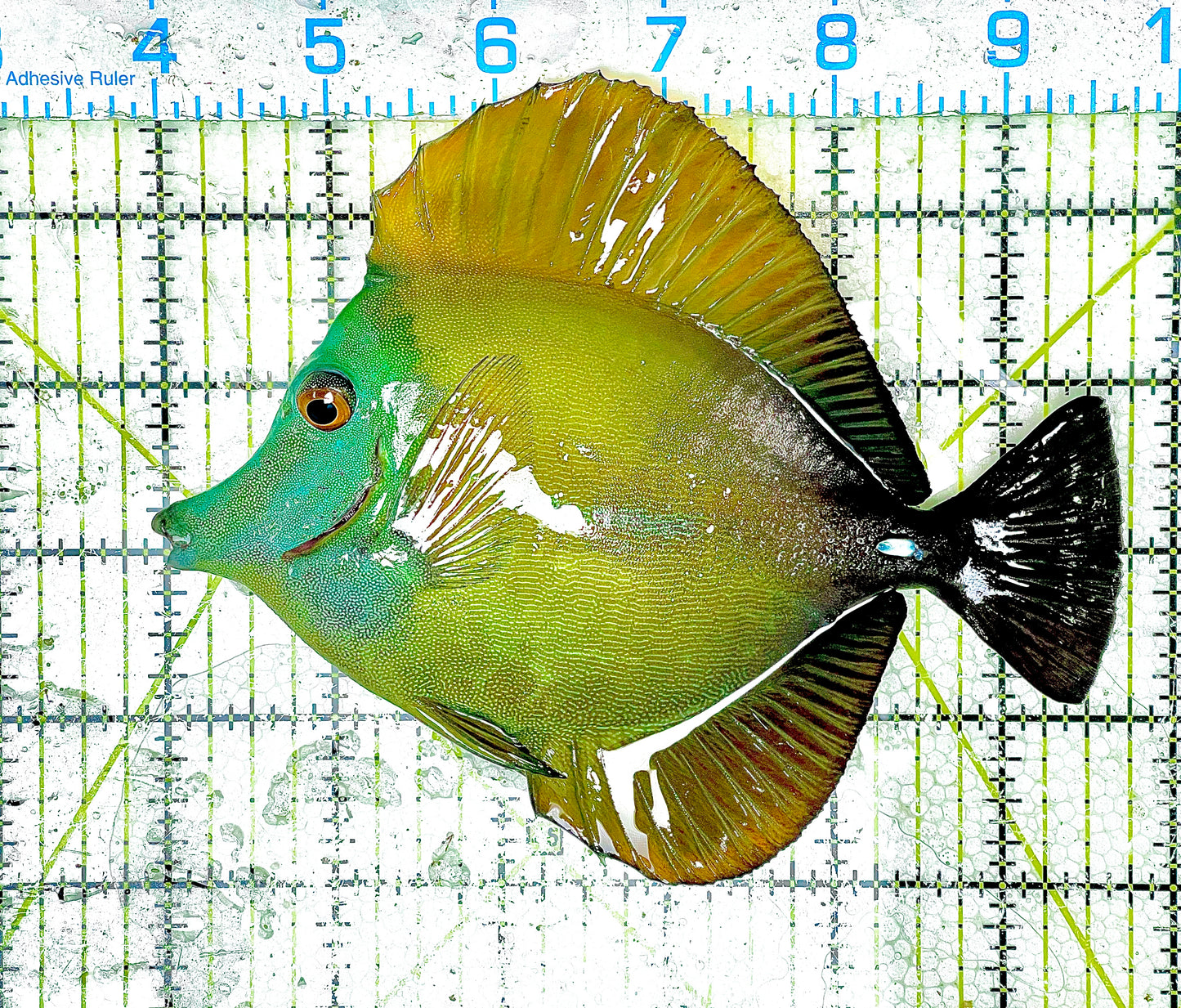 Rare Koi Scopas Tang Size: XXL/SHOW