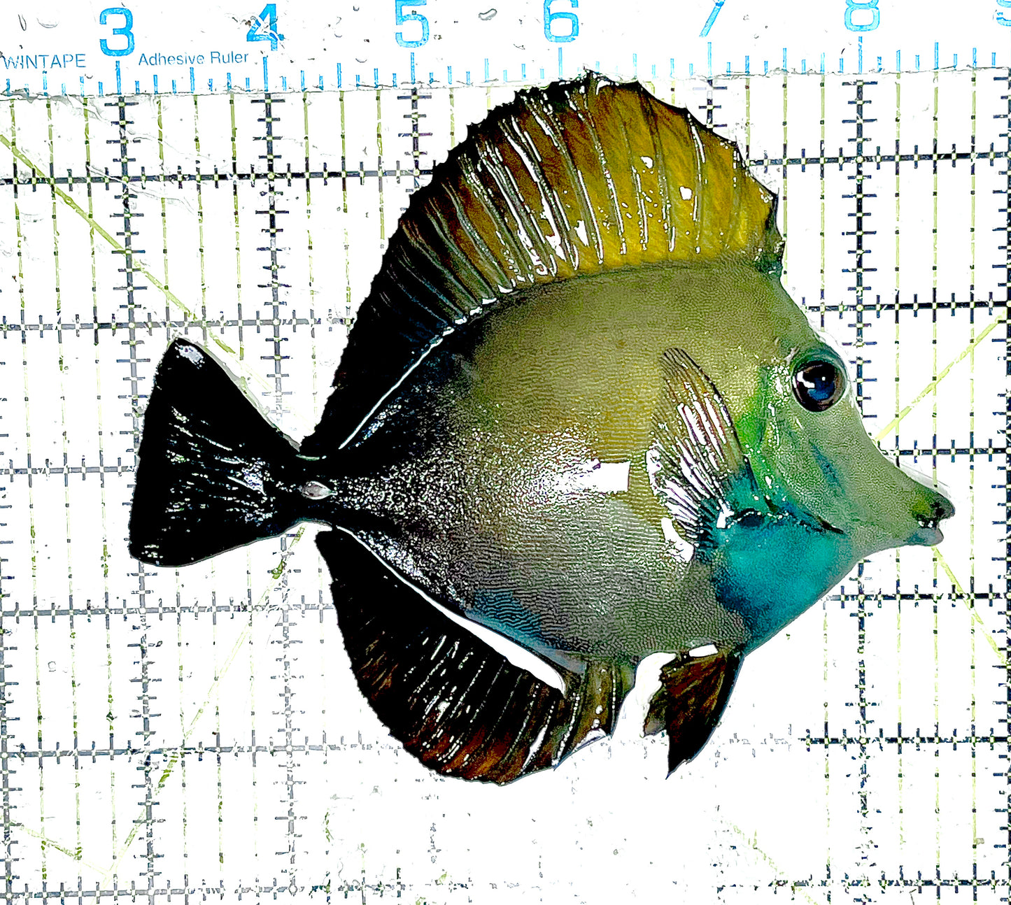 Rare Koi Scopas Tang Size: XXL/SHOW