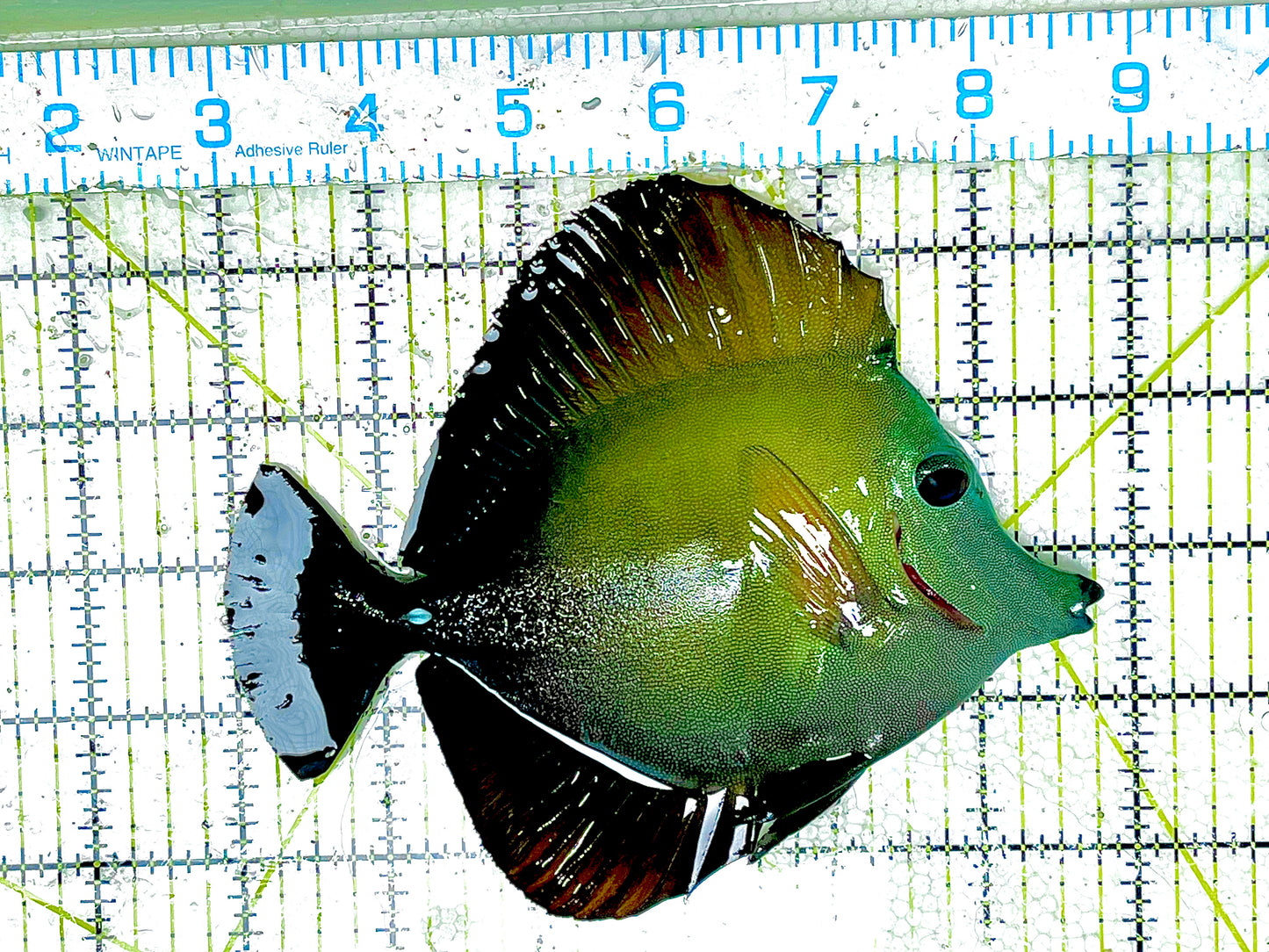 Rare Koi Scopas Tang Size: XXL/SHOW