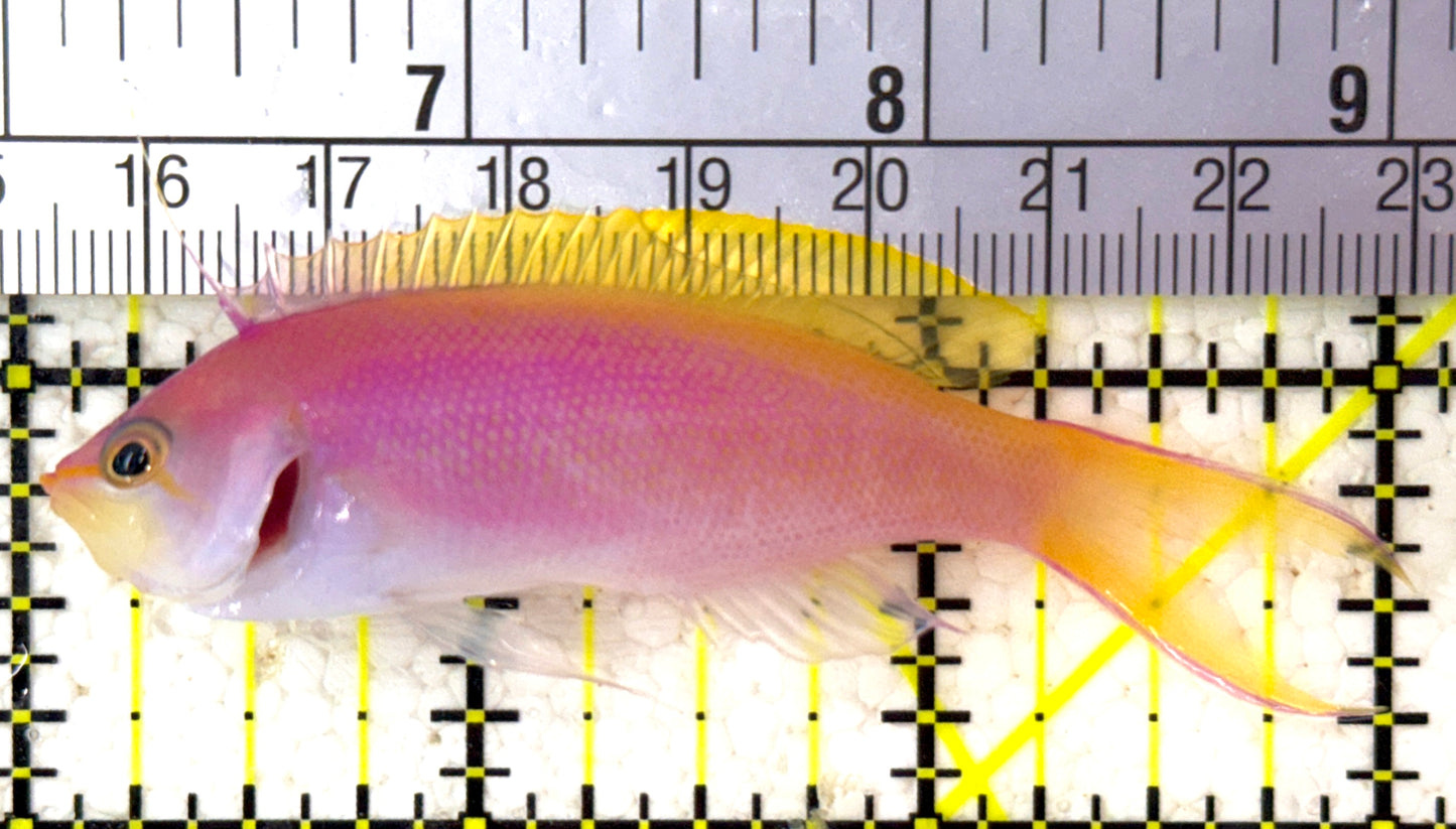 Bartlett's Anthias BA110201 WYSIWYG Size: XL 3" approx