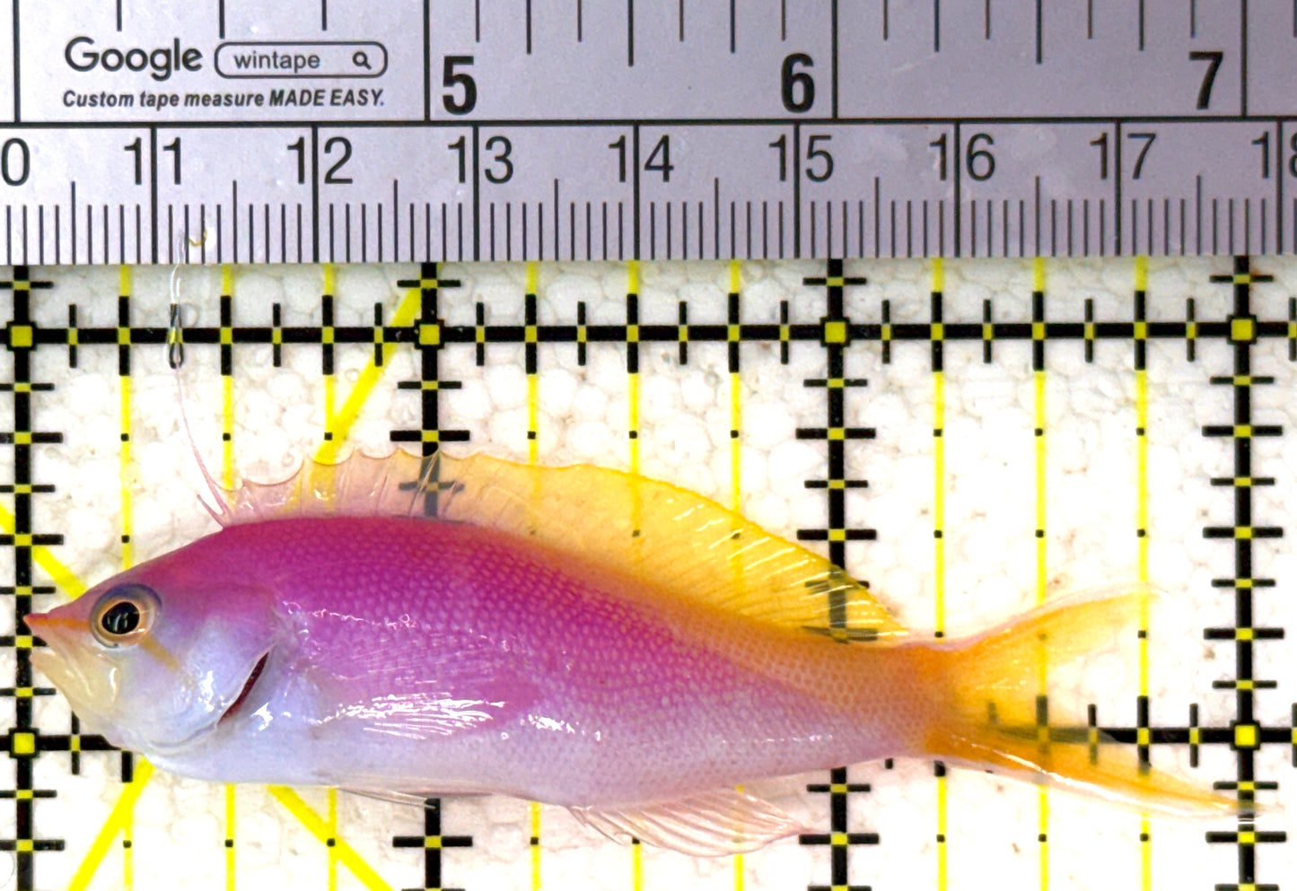 Bartlett's Anthias BA110203 WYSIWYG Size: XL 3" approx