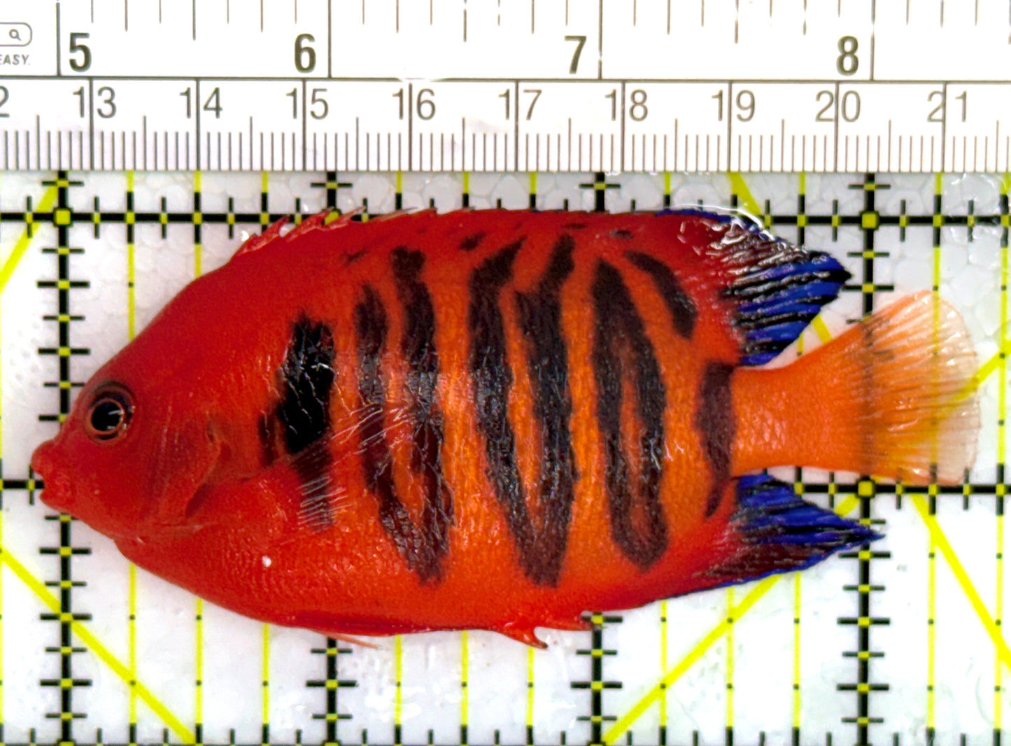 Flame Angelfish (Christmas Island, Super Red) FA110201 WYSIWYG Size: XL 3.25" approx