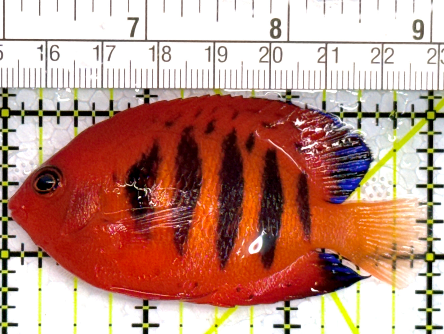Flame Angelfish (Christmas Island, Super Red) FA110202 WYSIWYG Size: XL 3" approx