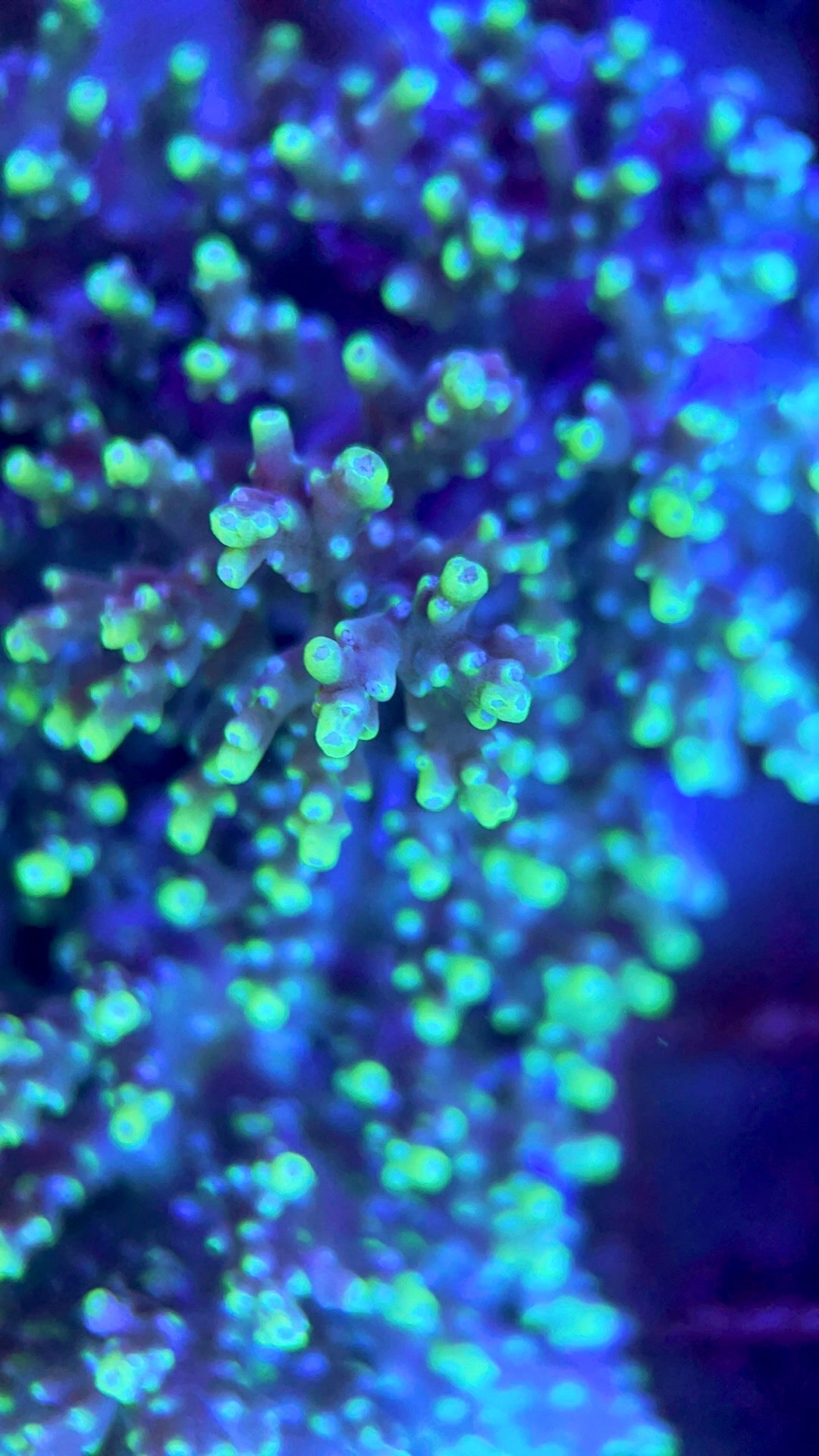 Acropora Millepora Mother Colony AMMC112001 WYSIWYG Size: L 4" x W 3"