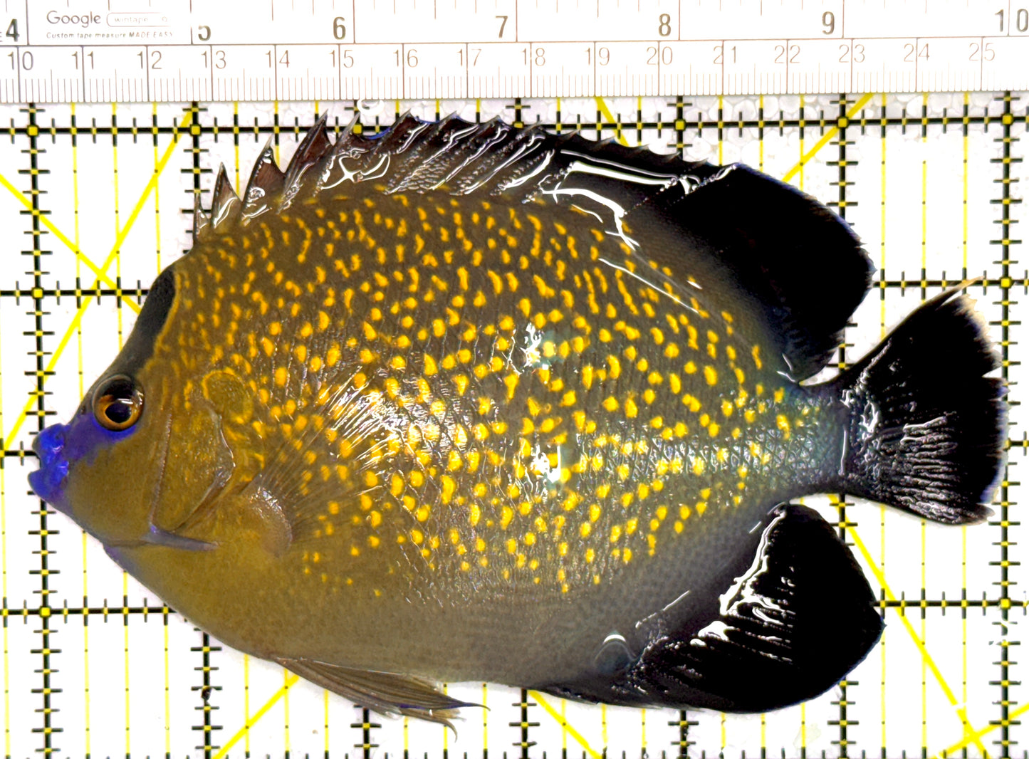 Goldflake Angelfish GA110201 WYSIWYG Size: XL 6" approx