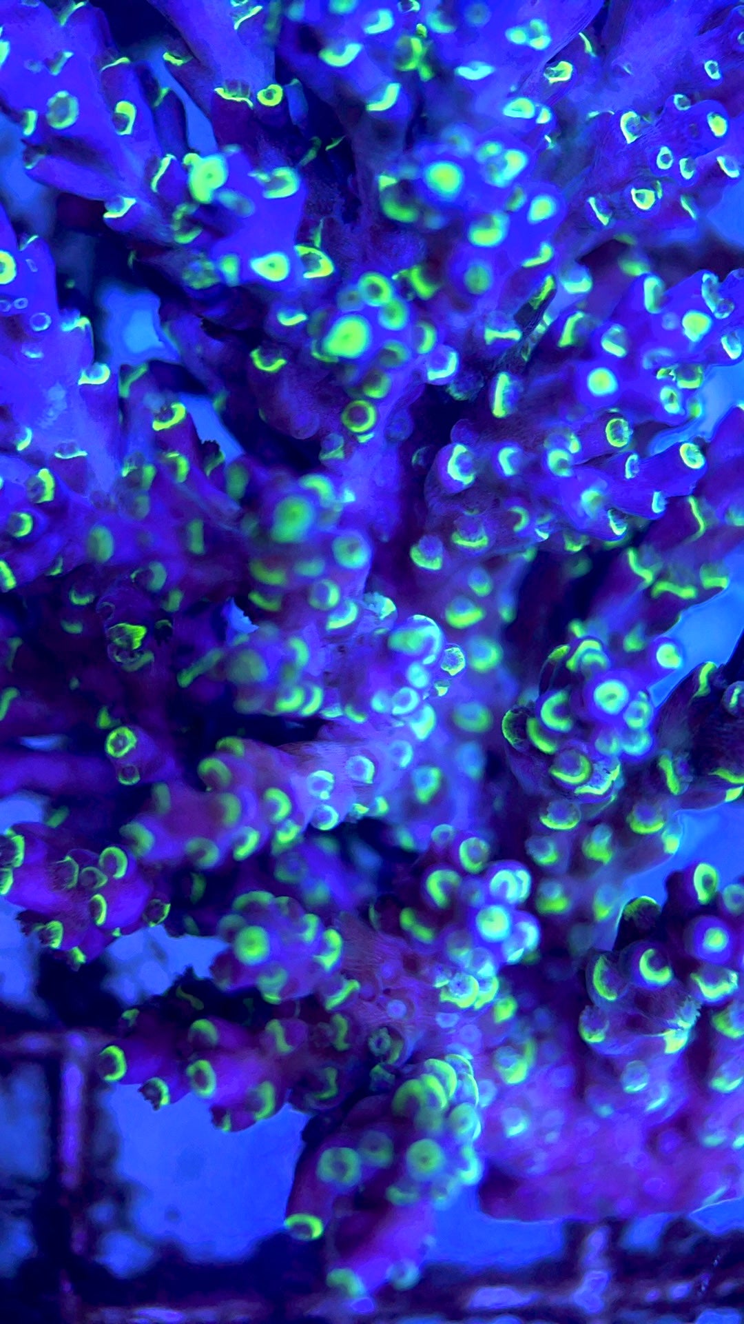 Acropora Millepora Mother Colony AMMC112102 WYSIWYG Size: L 3.5" x W 2.5" approx