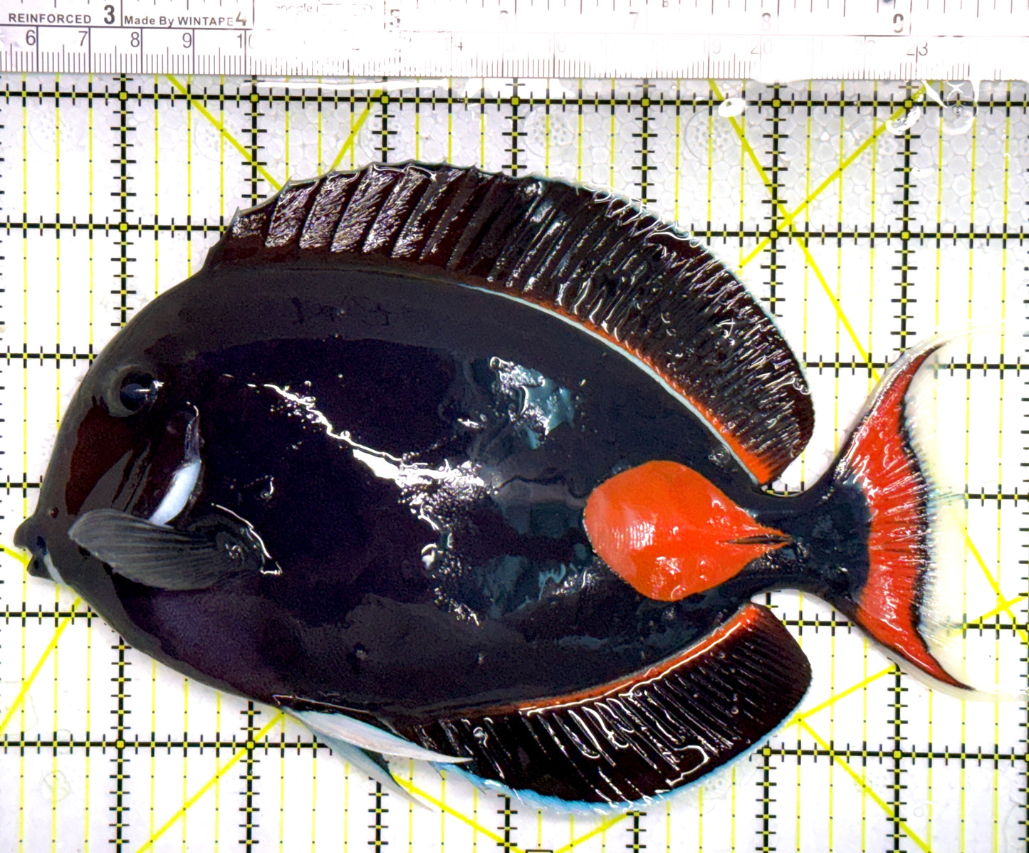 Achilles Tang AT110201 WYSIWYG Size: XXL/Show 7.75" approx