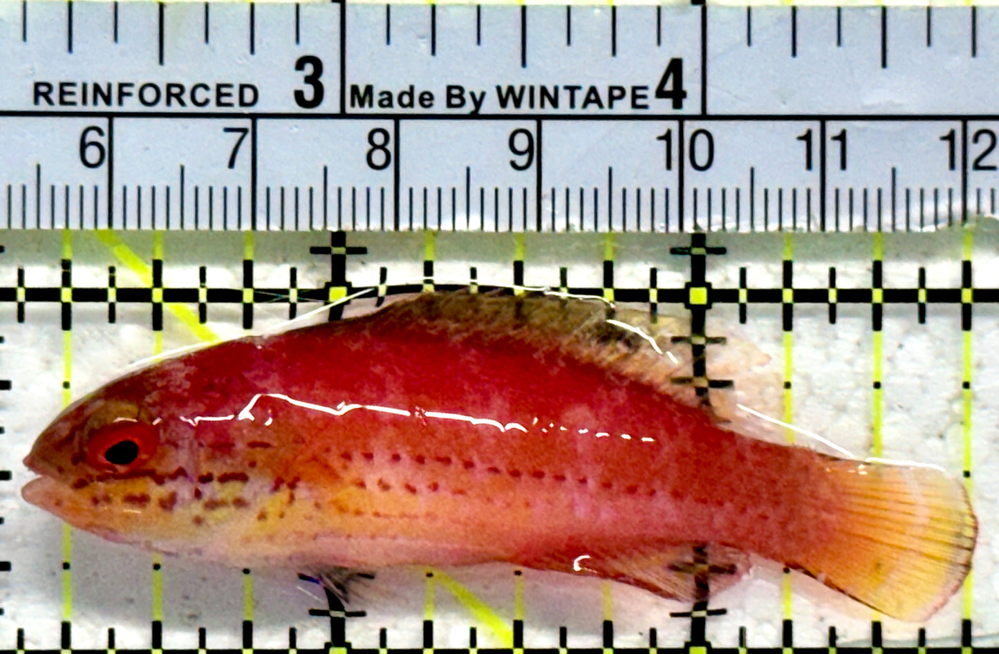 Kato's Fairy Wrasse KFW092101 WYSIWYG Size: SHOW 2.75"