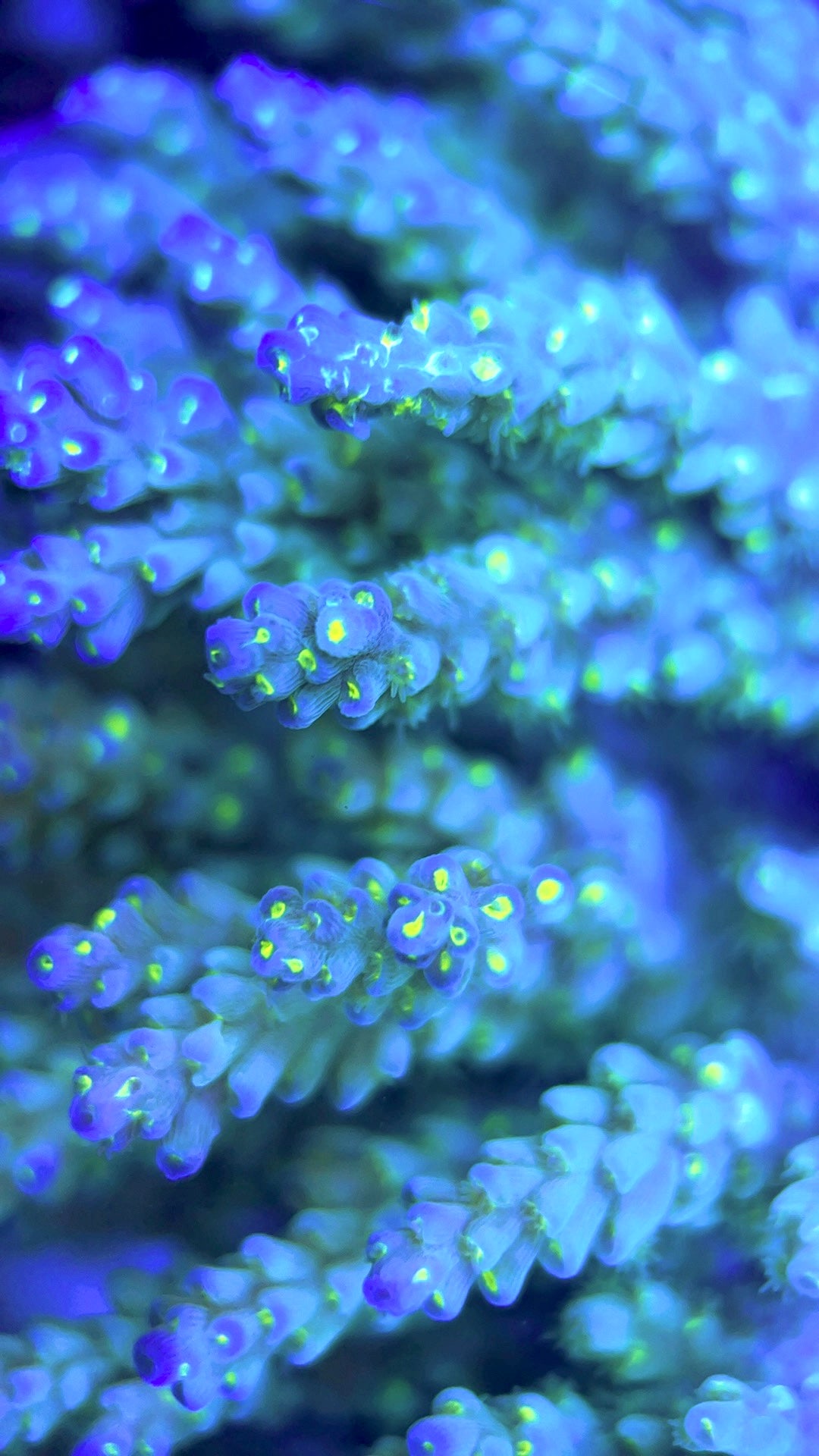 Acropora Millepora Mother Colony AMMC112104 WYSIWYG Size: L 5.5" x W 4.5" approx