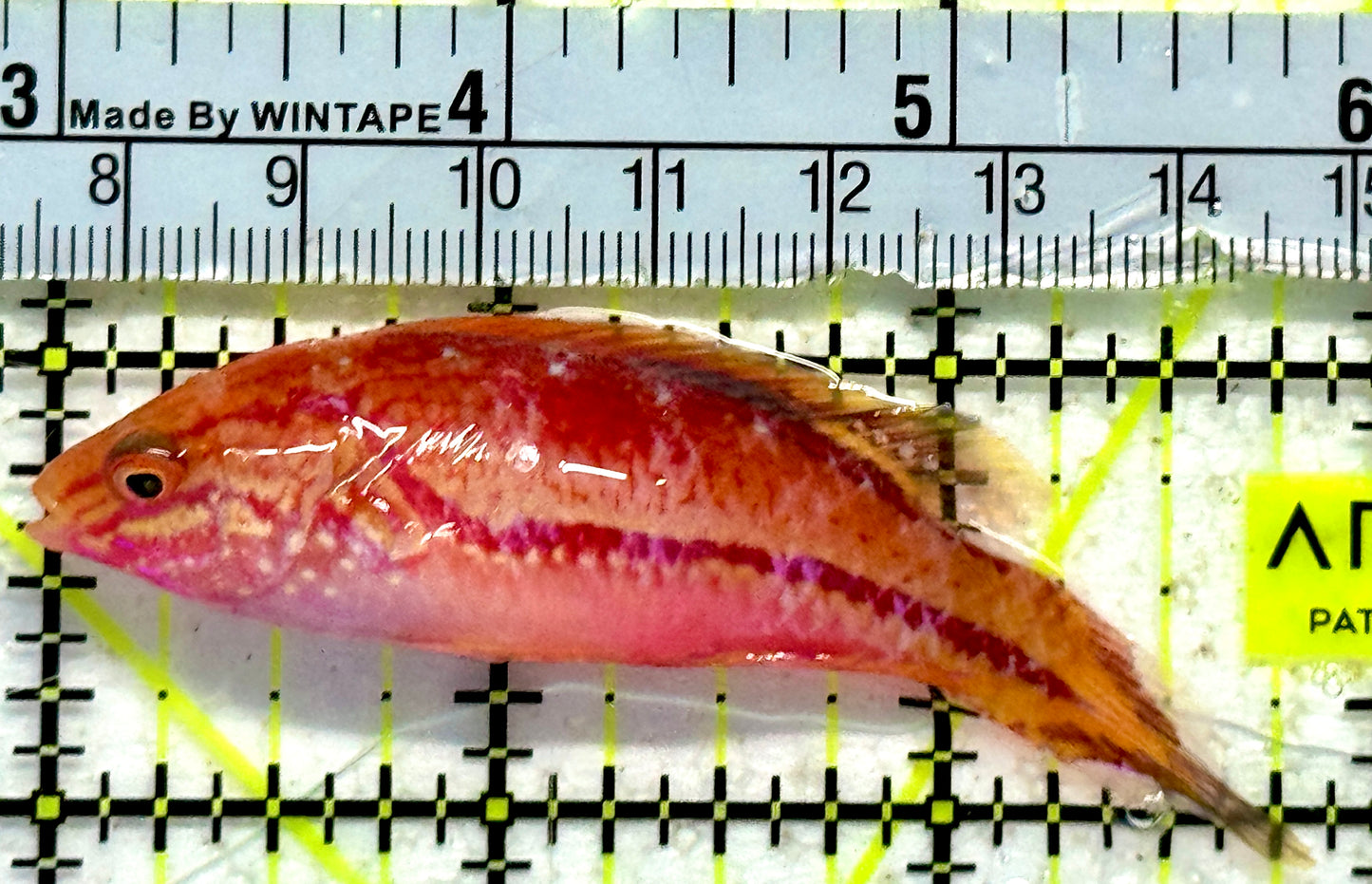 Pintail Fairy Wrasse PFW092102 WYSIWYG Size: XL 3"