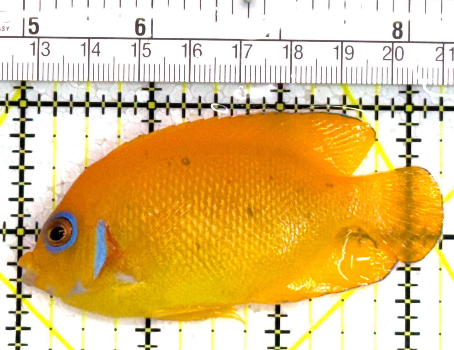 Lemonpeel Angelfish LA110203 WYSIWYG Size: L 3.5" approx