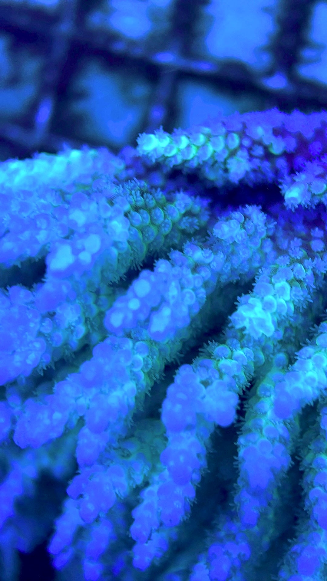 Acropora Millepora Mother Colony AMMC112106 WYSIWYG Size: L 5" x W 3.5" approx