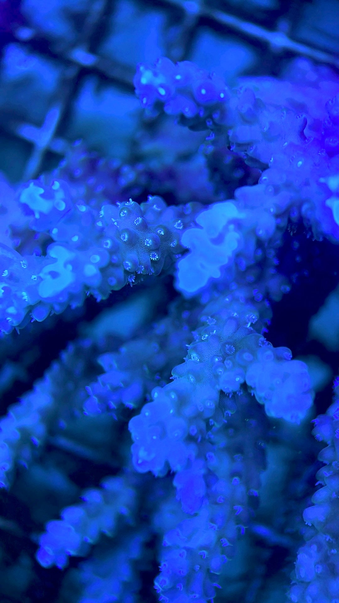 Acropora Millepora Mother Colony AMMC112107 WYSIWYG Size: L 5.5" x W 4.5" approx