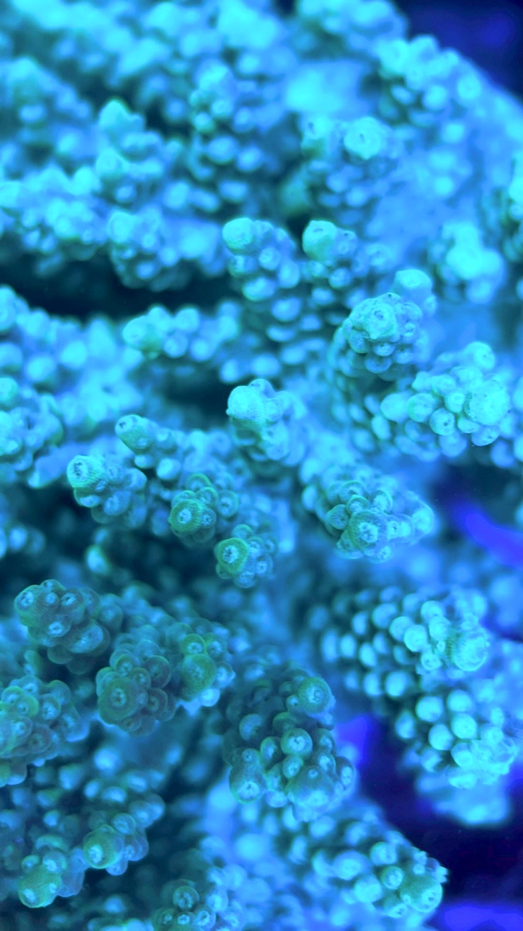 Acropora Millepora Mother Colony AMMC112108 WYSIWYG Size: L 4" x W 3.75" approx