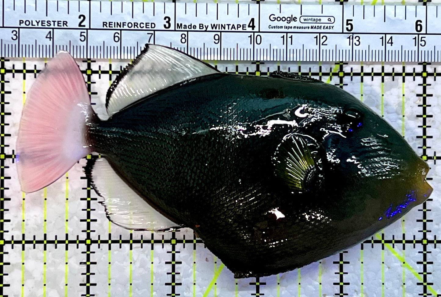 Pink Tail Triggerfish PTT112201 WYSIWYG Size: L 5"