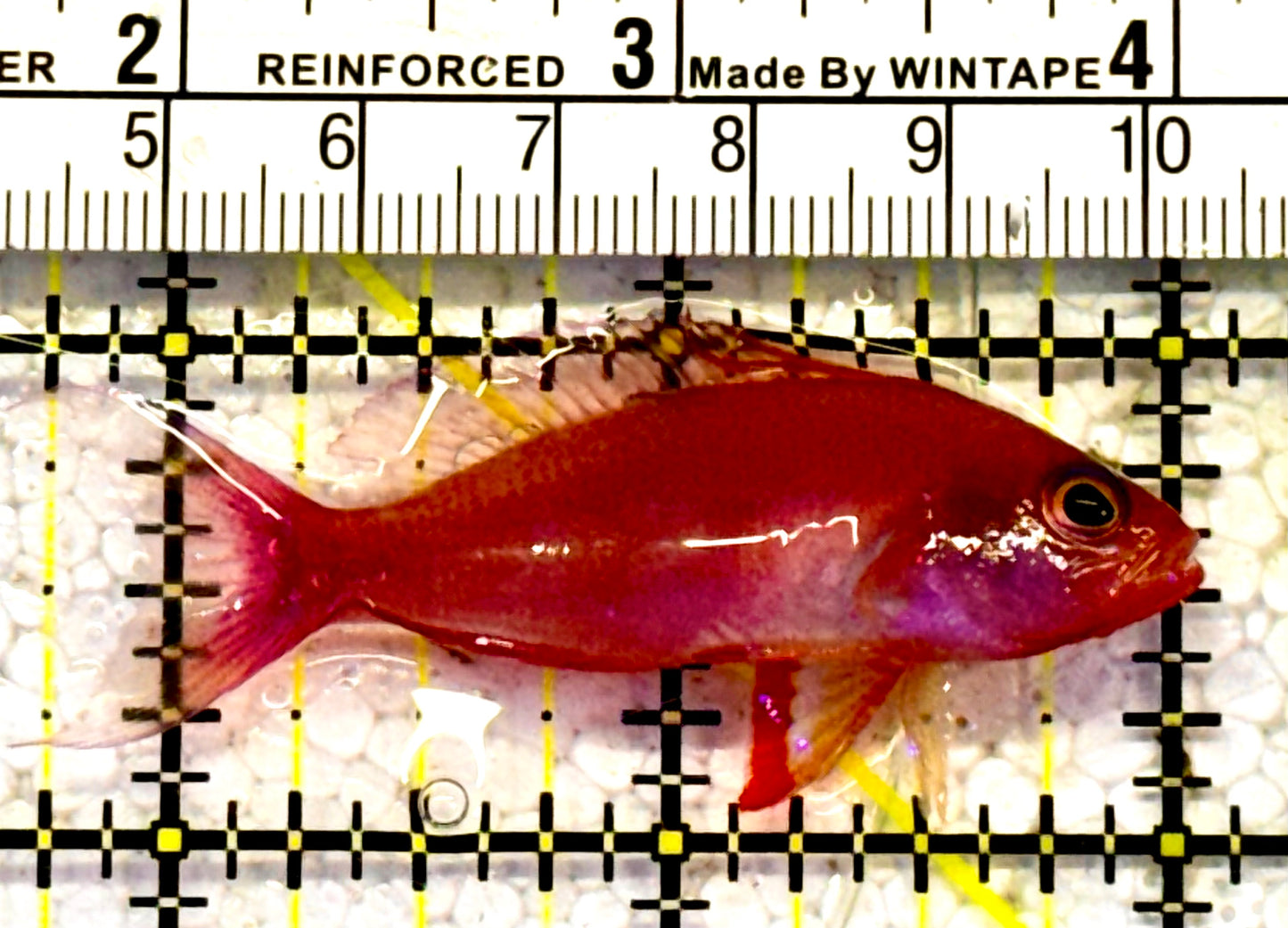 Randall's Anthias Size: XXL 5" to 6"