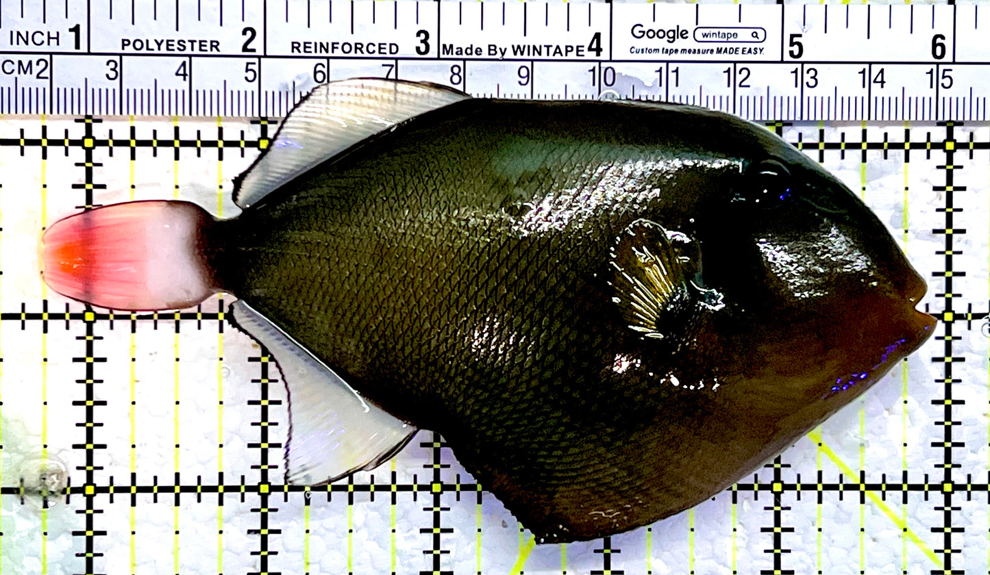 Pink Tail Triggerfish PTT112202 WYSIWYG Size: L 5.25"