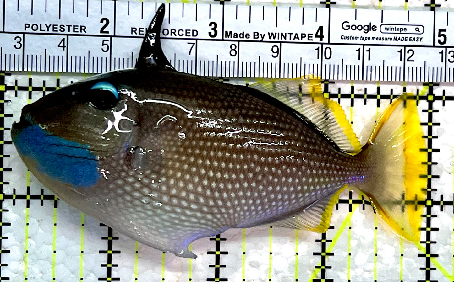 Male Blue Throat Triggerfish (Reefsafe) MBT112201 WYSIWYG Size: M 4"