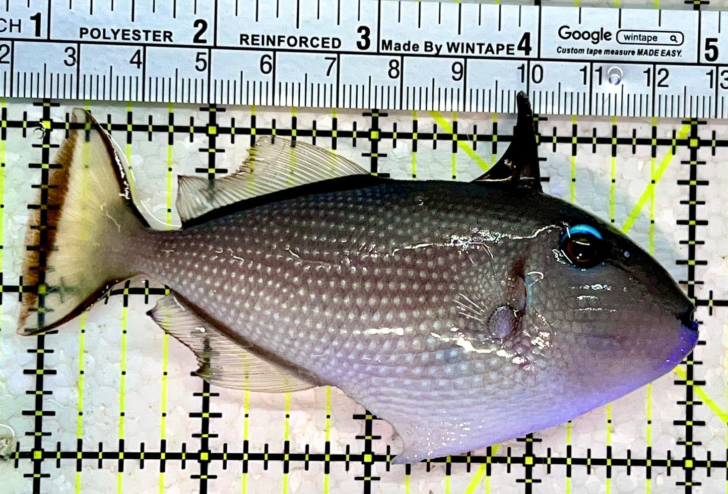 Female Blue Throat Triggerfish (Reefsafe) FBT112201 WYSIWYG Size: M 4"